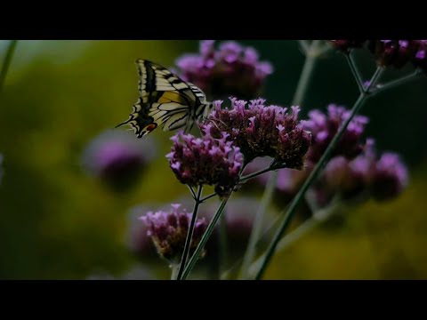 VERVAIN- VERBENA OFFICINALIS IN NORSE FOLK MEDICINE, WITCHCRAFT AND SHAMANISM