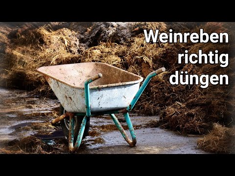 Fertilization of grapevines and April impressions