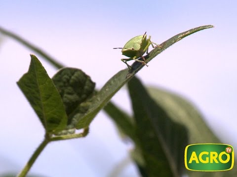 Todo lo que hay que saber sobre las plagas que amenazan la campaña de soja (#657 2016-03-05)