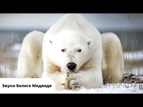 Рейтинг бескаркасных автокресел