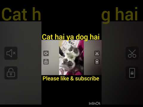 @babydog #shorts #shortvideo #funny #animal #viral #dog #funny #animal lovers