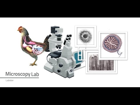 Labster Microscopy Quizlet
