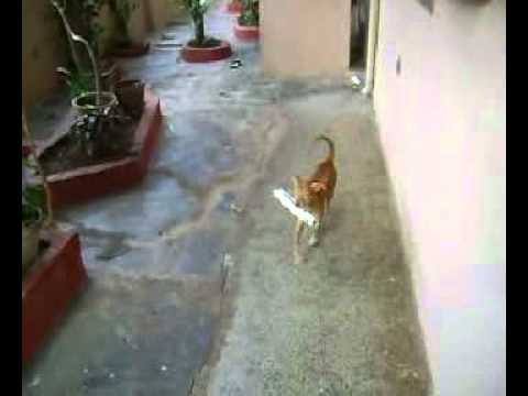 HONEY BRINGING NEWS PAPER PART -1