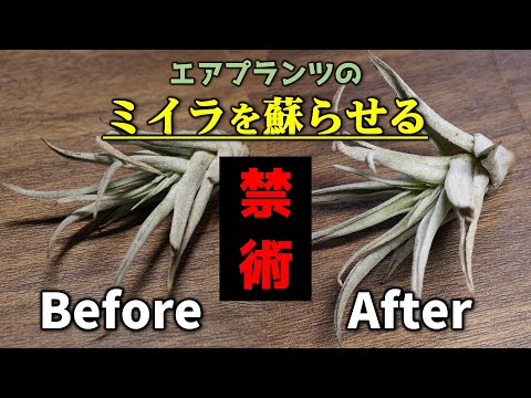 土を使わずに植物を植える: 私のティランジアが乾燥してしまうのはなぜですか?よくある4つの原因＋エアガールを復活させるにはどうすればいい？  庭園