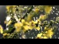Дмитрий Дюжев - Мамины глаза (видеопоздравление) 