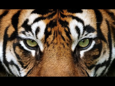 Survivor's Eye Of The Tiger - ShockFront Heavy Metal version - Drum Performed By Hakan Alkan