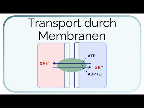 Transport across membranes - basic physiology