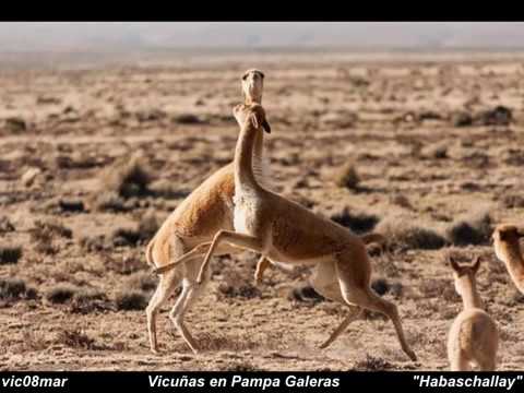 ✔ HABASCHALLAY ♫ Juanita del Rosal ♪