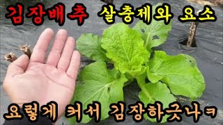 배추농사 김장배추에 2번째 살충제약을 방제하였습니다