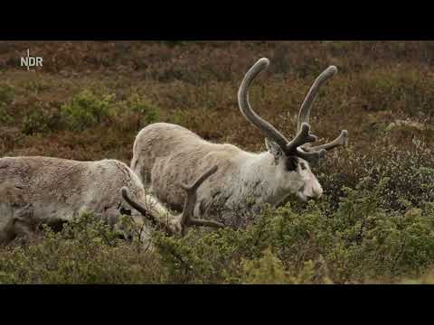 Expeditionen ins Tierreich: Norwegen - Zwischen Fjorden und Fjells Doku (2021)