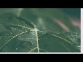 Baarish Title Song ️ Whatsapp Status Arijitsingh Barish Status Trending Songs