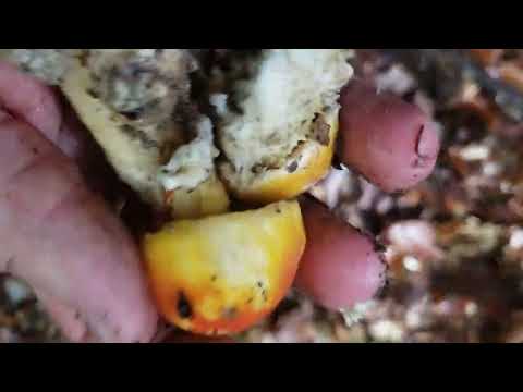 Branje pečuraka Mushroom Harvesting Carska gljiva/Amanita caesarea #Amanitacaesarea