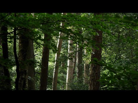 Woodland Management in Calderdale