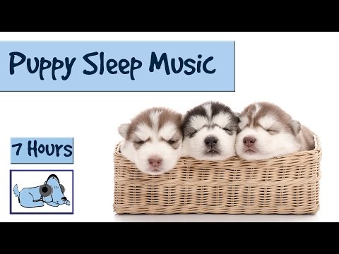 YouTube video about: What time do puppies go to bed?