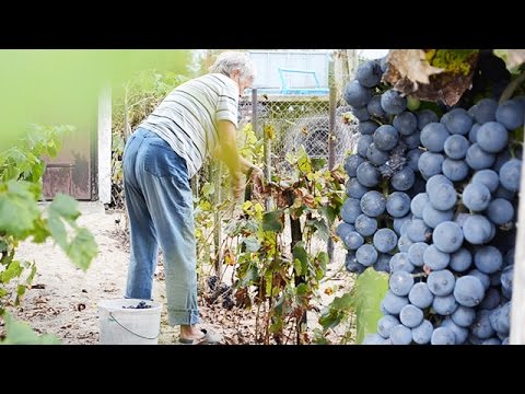 WEINLESE 2016 - Cinematography