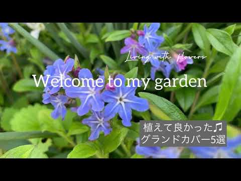 メンテナンス不要のグランドカバーロッカリープラント: 春に植えるべき5つの驚くべき植物  庭園