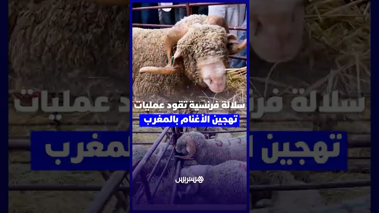 ميرينوس بريكوس .. سلالة فرنسية تقود عمليات تهجين الأغنام بالمغرب thumbnail