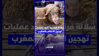 ميرينوس بريكوس .. سلالة فرنسية تقود عمليات تهجين الأغنام بالمغرب thumbnail
