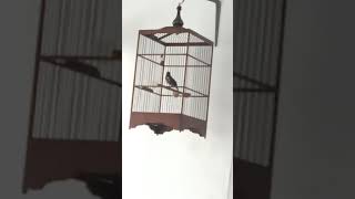 Download lagu Pasti nyaut ikut GACOR Punglor Anis Kembang. Terapi merangsang ikut ngeplong ngeroll gacor mp3 Download lagu Pasti nyaut ikut GACOR Punglor Anis Kembang. Terapi merangsang ikut ngeplong ngeroll gacor mp3