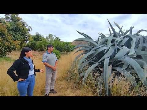 Propiedades y beneficios de la Cabuya,  el dulce corazón de los Andes