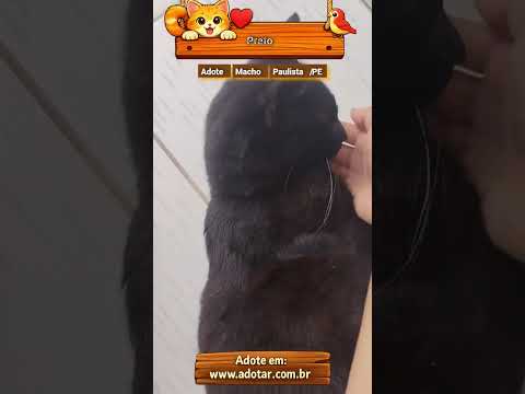 Vídeo de Preto