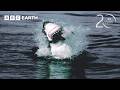 Great Whites Hunt Cape Fur Seals 20 Years Of Planet Earth BBC Earth