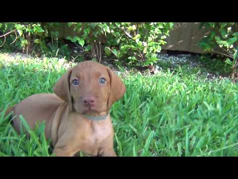 More Vizsla puppies playing