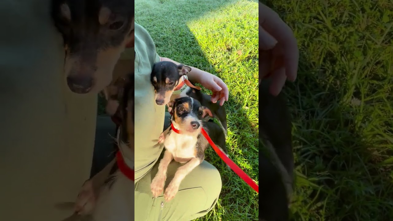 Enlarge Ollie, a Adoptable mixed breed in Winnie, TX video 2/2