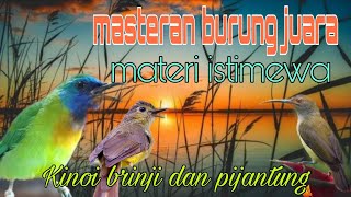 Download lagu Masteran juara materi istimewa❗ Kinoi brinji dan pijantung pisang 🔥🔥 mp3