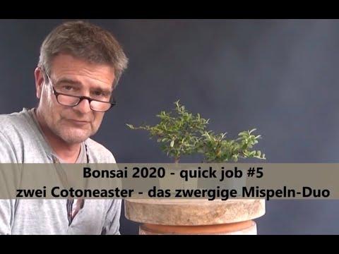 Bonsai 2020-53 - quick job #5 - zwei Cotoneaster - das zwergige Mispeln-Duo
