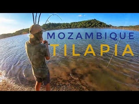 Bank fishing for Huge Mozambique Tilapia/kurper/Bream+Bonus Tiger Fish