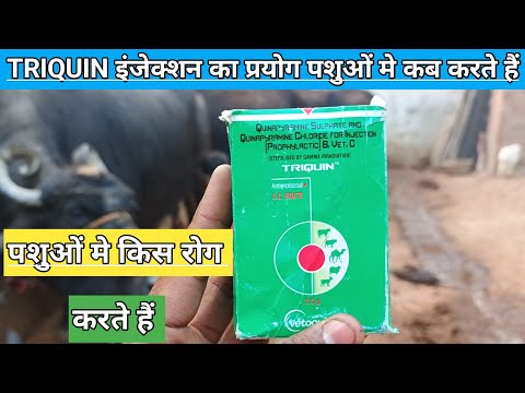 Triquin Quinapyramine Sulphate Injection