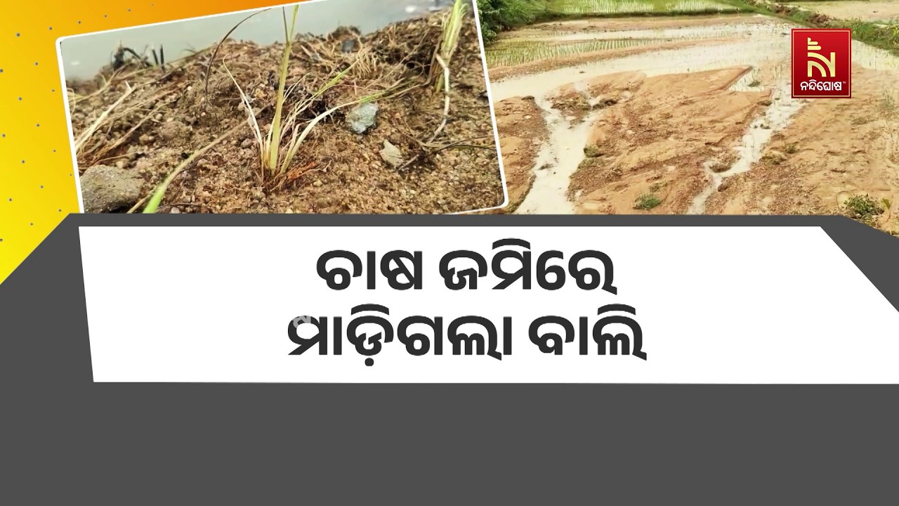 ଲଗାତାର ତିନି ଦିନର ବର୍ଷାରେ ବାଲିରେ ପୋତି ହୋଇଯାଇଛି  ଏକର ଏ?