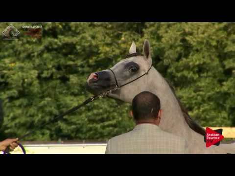 N.68 THE PRINCE EA - Chantilly 2017 European Breeders'Championship - 2 Years Old Colts (Class 6)