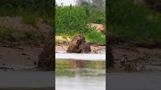 Animal planet (sector of happiness) look at it ....