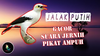 Download lagu Masteran Jalak Putih Gacor Suara Jernih, Pikat Ampuh mp3 Download lagu Masteran Jalak Putih Gacor Suara Jernih, Pikat Ampuh mp3