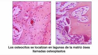 Tejido Cartilaginoso y Óseo (Parte 2) - Biología Celular y Tisular