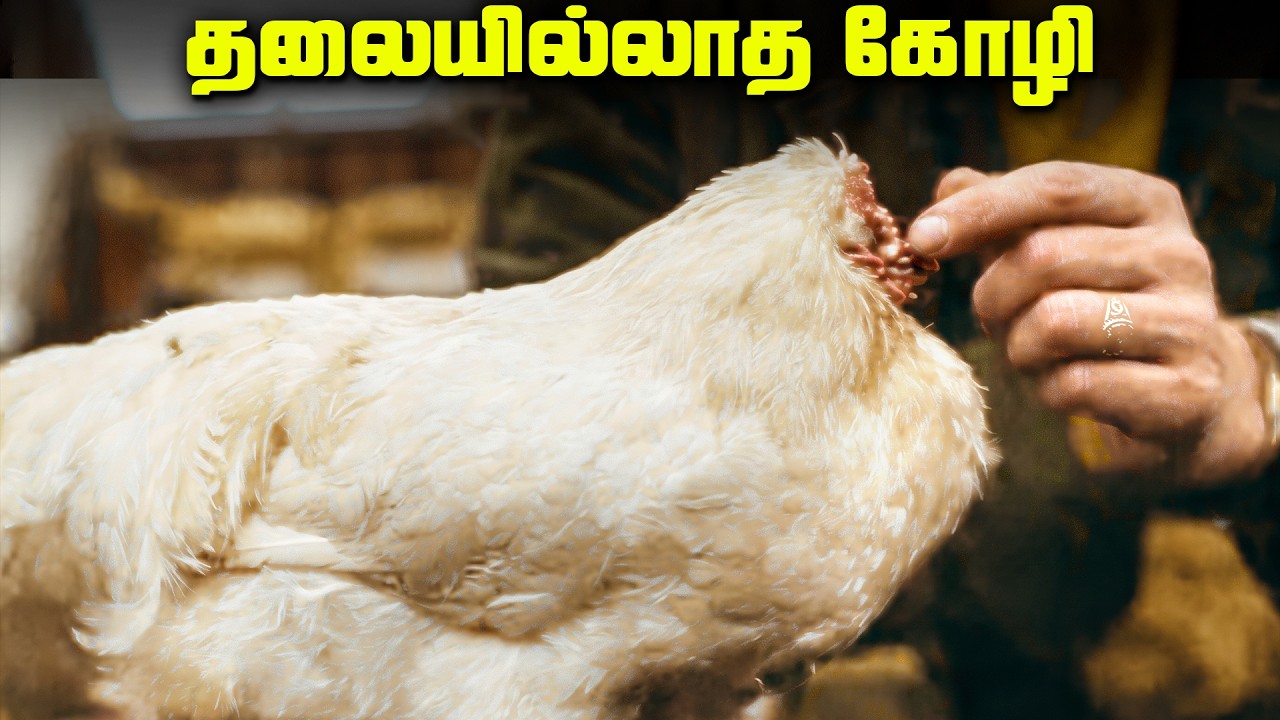 18 மாதங்கள் தலையில்லாமல் வாழ்ந்த கோழி - Mike Headless Chicken