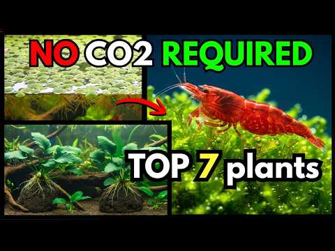 The 7 Best Plants for a Shrimp Aquarium (Beginner's Guide)