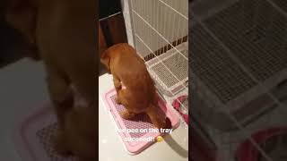 Big Dog Learning To Use Potty Tray / Pee Tray