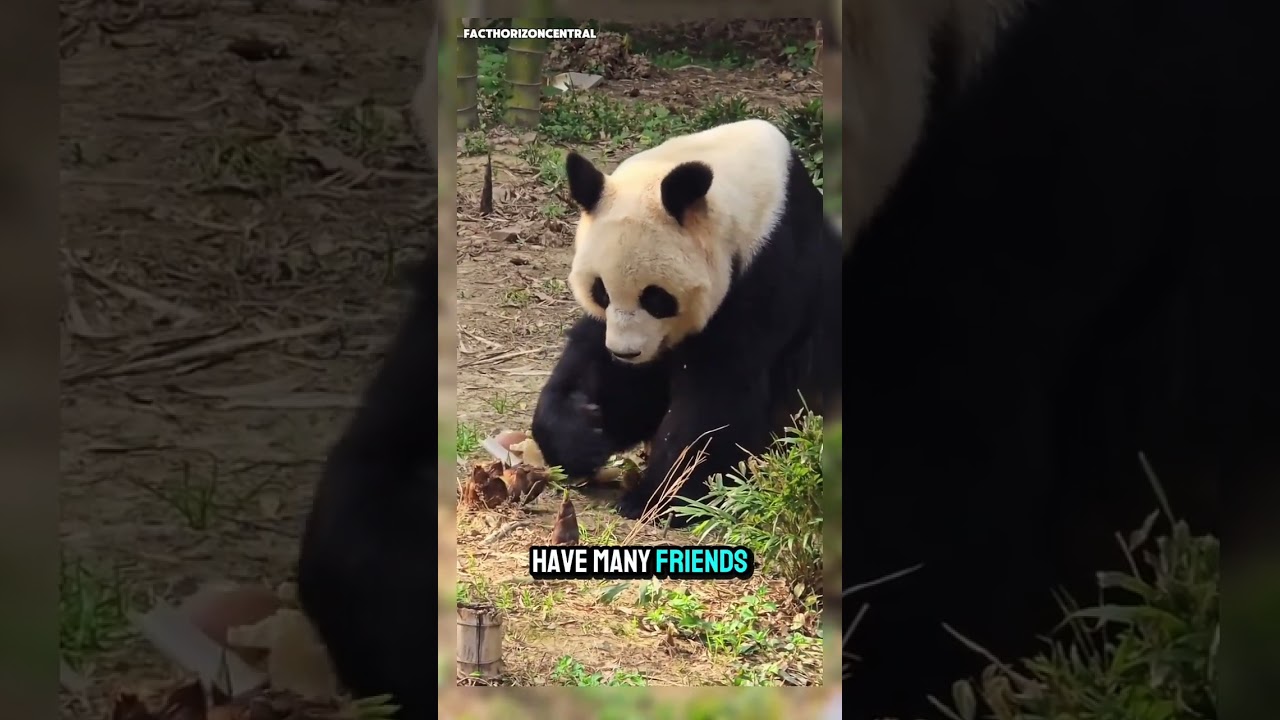 This Panda Is Too Cute… You Can’t Ignore This 🐼😂