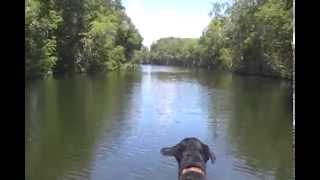 preview picture of video 'Belize Adventure Video - Boat trip with our DOG up the river.'
