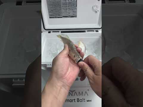 Amazing Street Food Experience | Tasty and Fresh!