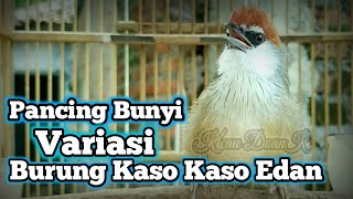 Download lagu Pancing Suara Kaso Kaso Gacor Bakal Cepat Respon Burung Kaso Kaso Bahan mp3