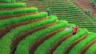 Download lagu SULING SUNDA DENGAN KICAU BURUNG MERDU mp3 Download lagu SULING SUNDA DENGAN KICAU BURUNG MERDU mp3