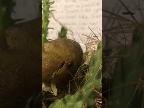 LilStarBeltP - Auro (prod. Darkside)