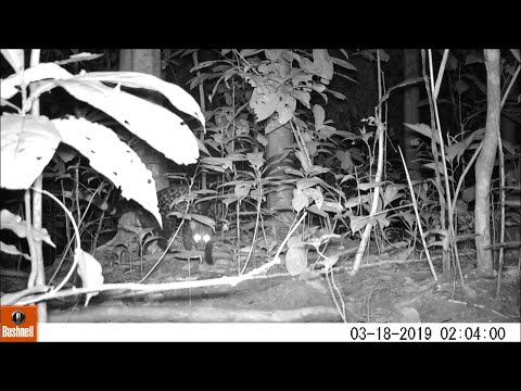 Servaline Genet catching and eating  a mouse then being disturbed by a White bellied Pangolin.