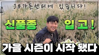 전국에서 가장 빠른 가을묘목시장 open !!! 9월 입고상품은 ?? 지금 당장 오시면 됩니다!! [JB가든…