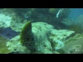 Der Flug des Wobbegong, MS Wellenreng, Indonesien