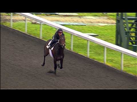 toyota bluegrass stakes 2013 contenders #6 toyota bluegrass stakes 2013 contenders #6